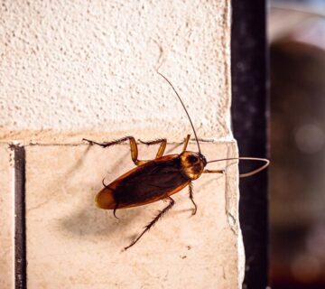 مكافحة الصراصير