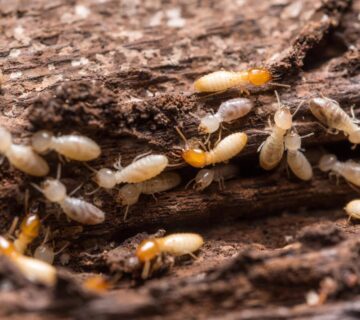 النمل الأبيض